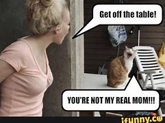 Image result for Funny Cat Meme Wallpapers for Desktop