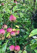 Image result for Different Apples Gravenstein