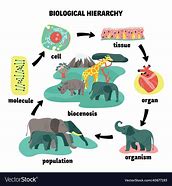 Image result for Biological Hierarchy