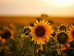 Image result for Lock Screen Wallpaper for Windows 11 Sunflower