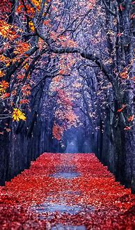 Image result for Fall Wallpaper iPhone 12
