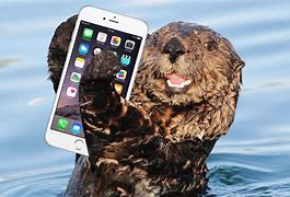 Image result for Living Room Otter Phone