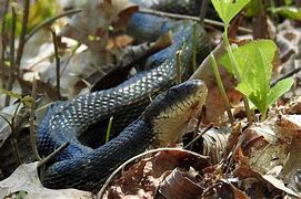 Image result for georgia black snakes