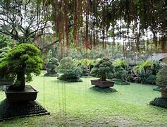 Image result for Bonsai Garden