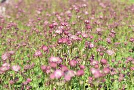 Image result for Astrantia Moulin Rouge ®