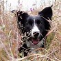 Image result for English Collie
