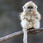 Image result for Monkey HD