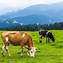 Image result for Cow Eating Grass