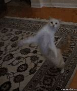 Image result for GIF Cat Dancing Tenor