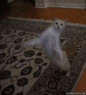 Image result for White Cat Dancing GIF