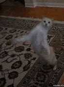 Image result for Dancing White Cat GIF