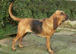 Image result for Black and Tan Bloodhound
