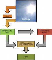 Image result for The Types of Energy Diagram