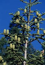 Image result for Abies concolor Kings Gap