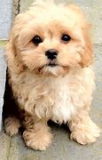 Image result for Mixed Breed Dogs Images