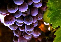 Image result for Red Wine Grapes