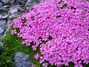 Image result for Moss Plant Flower Base