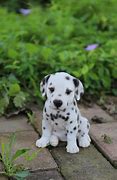 Image result for Baby Dalmations