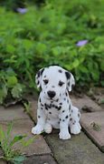 Image result for Cute Dalmatian Puppy