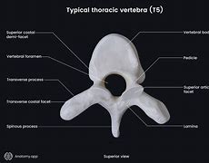 Image result for 12 Thoracic Vertebrae