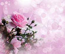 Image result for Pink Roses Video Background