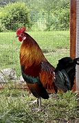 Image result for Coq Dore