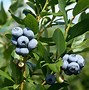 Image result for Blueberry Plant Cycle