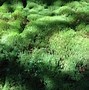 Image result for Building a Moss Garden