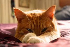 Image result for Ginger Cat Meme El Gato