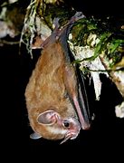 Image result for Ohio Bats Species