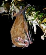 Image result for Srtiped Yellow Bat