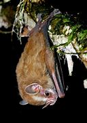 Image result for Wisconsin Bats Species