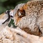 Image result for Wolves Kissing