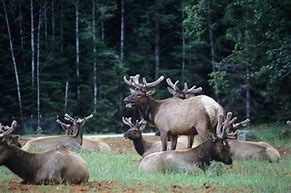 Image result for Redwood Forest California Animals
