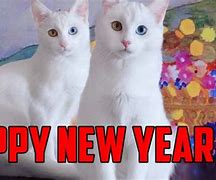 Image result for White Cat Happy New Year
