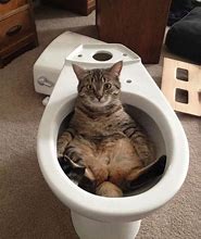 Image result for Animals in Toilets