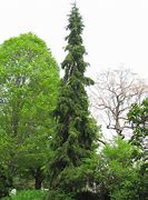 Résultat d’images pour Picea omorika Miriam