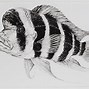 Image result for Fisch Zeichnung