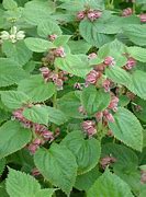 Image result for Lamium orvala