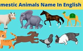 Image result for Domestic Animals Names for Kids
