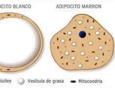 Image result for adipocora