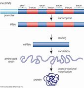Image result for Exon Theory of Genes