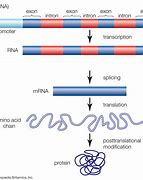 Image result for Introns and Exons in mRNA Roles