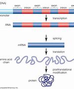 Image result for Intron and Exon DNA