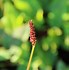 Image result for Persicaria amplexicaulis JS Delgado Macho