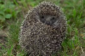 Image result for Hedgehog Rolled in a Ball