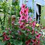 Image result for Alcea rosea dark red shades