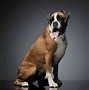 Image result for Boxer Mix