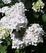 Image result for Hydrangea macr. Mme. E. Mouillere