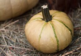 Image result for Squash Vegetable